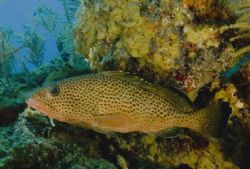 Nice Grouper Just Hanging Out by William Sturgeon 